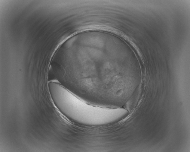 X0000082991529200702160010