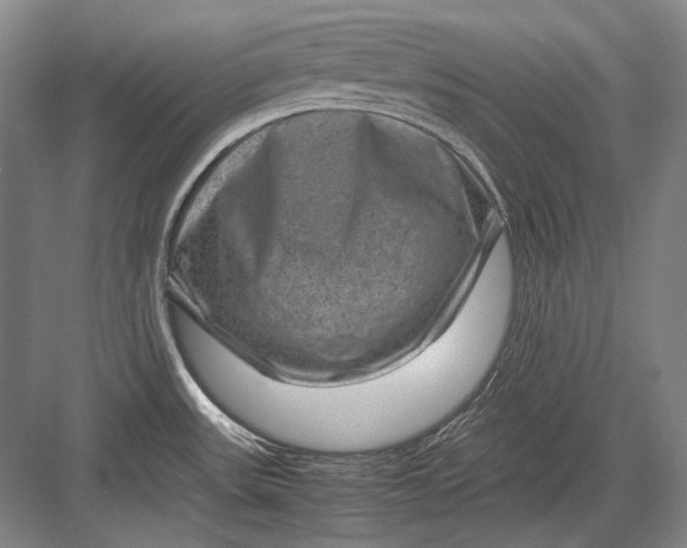 X0000082991531200702160010