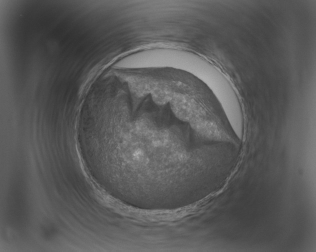 X0000082990001200702230112