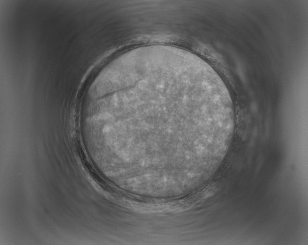 X0000082990012200702230112