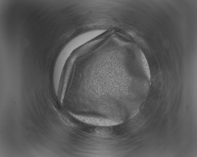 X0000082990070200702230111