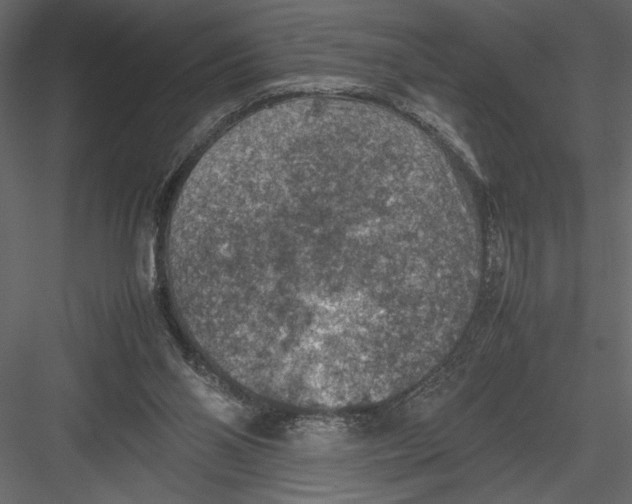 X0000082990110200702230110