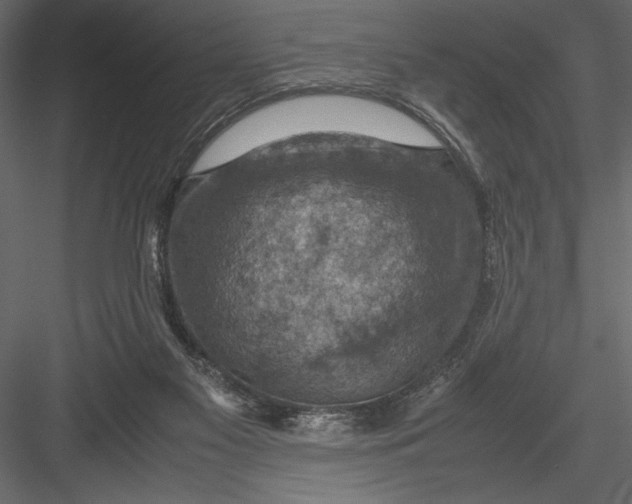 X0000082990117200702230110