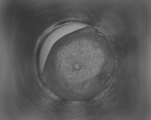 X0000082990149200702230109