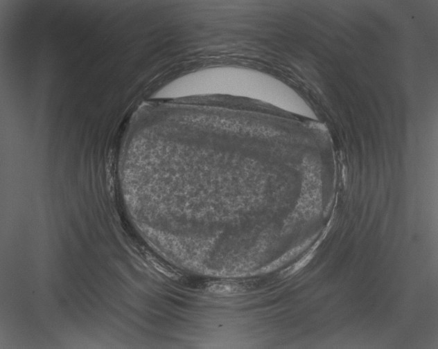 X0000082990174200702230110