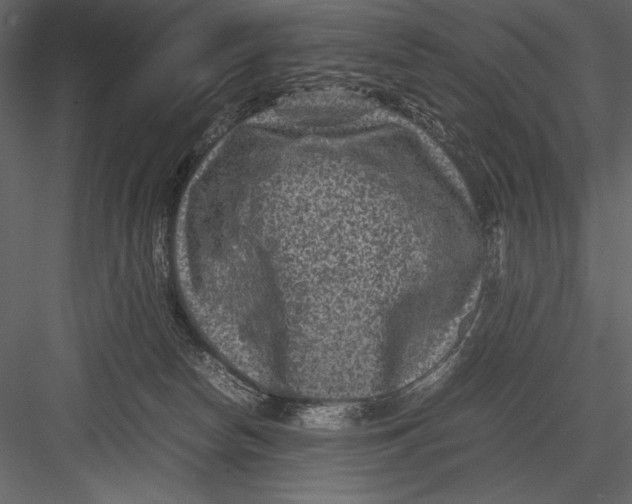 X0000082990178200702230110