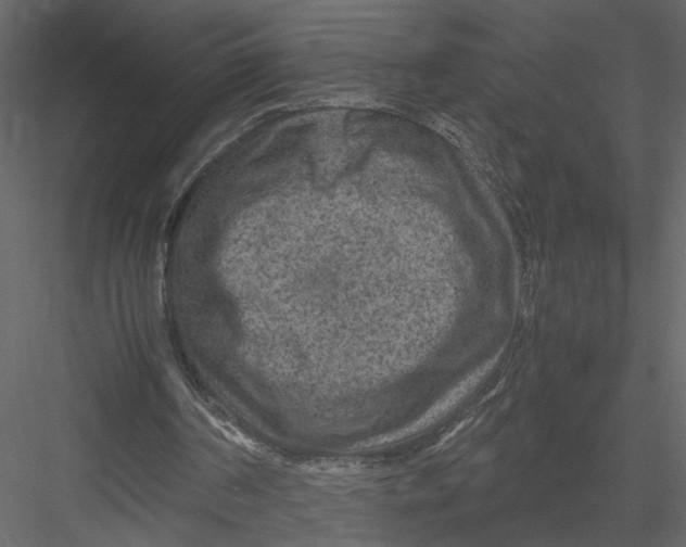 X0000082990194200702230109