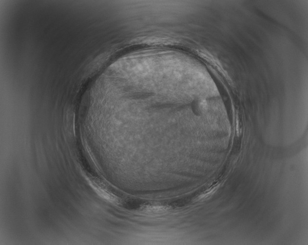 X0000082990205200702230109