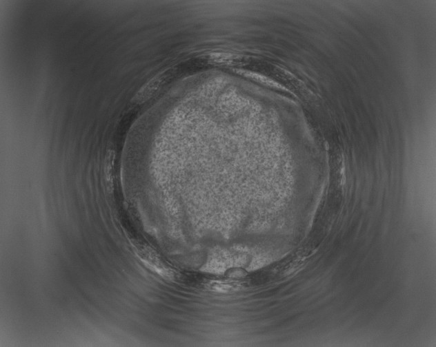 X0000082990275200702230108