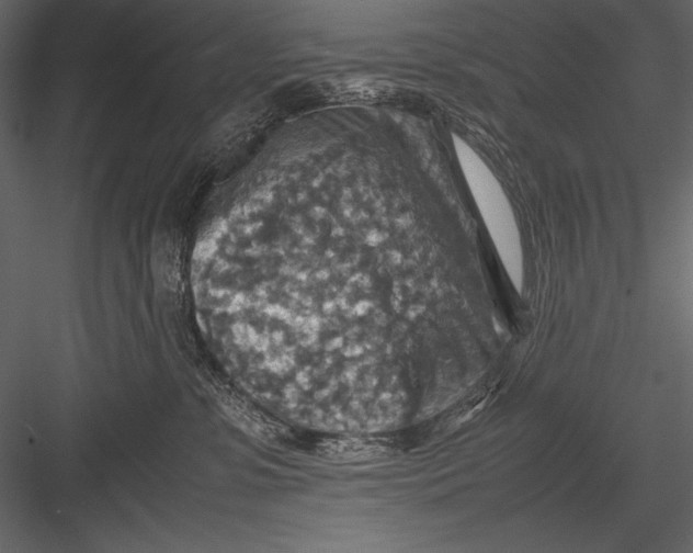 X0000082990331200702230107