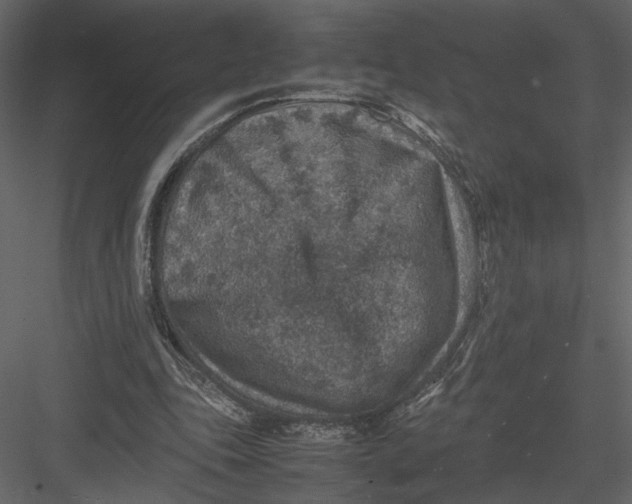 X0000082990343200702230106