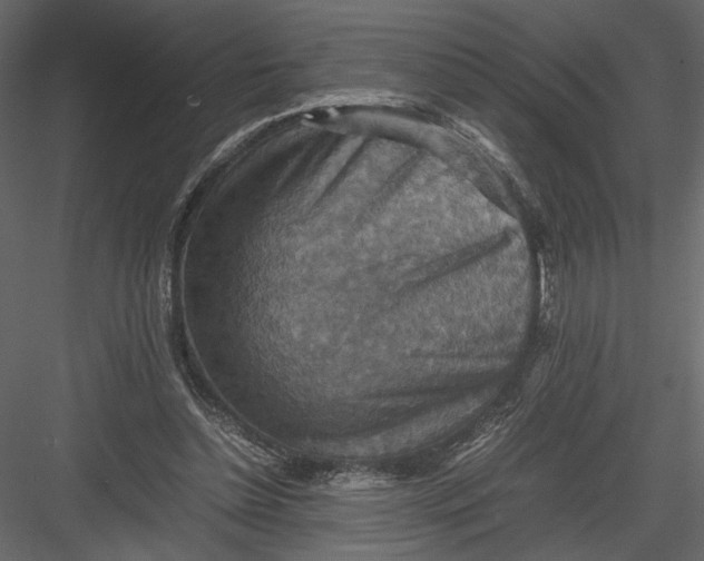 X0000082990348200702230106