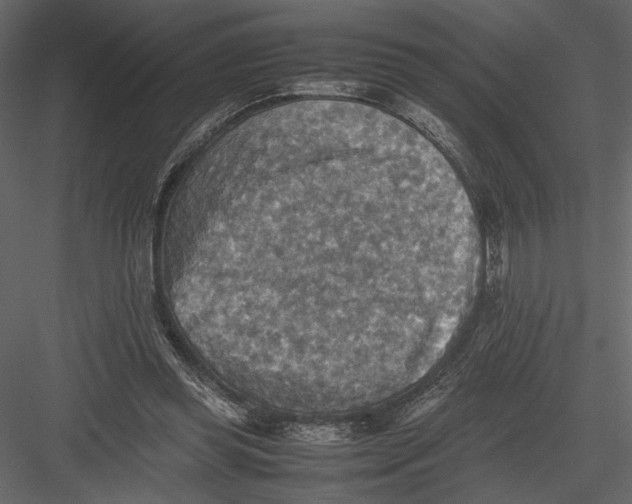 X0000082990349200702230106