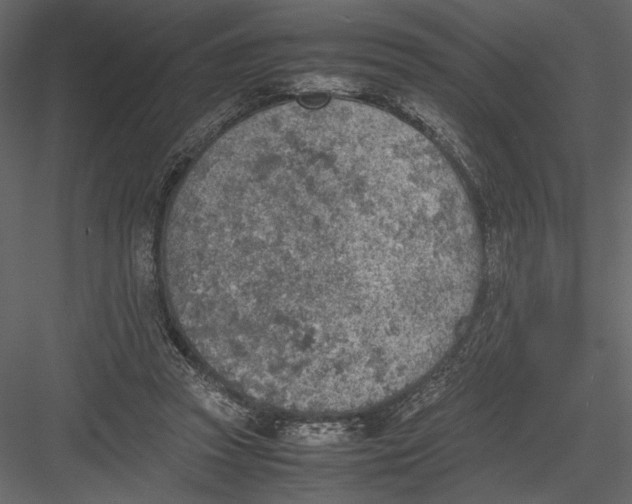 X0000082990353200702230106