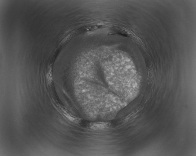 X0000082990479200702230105