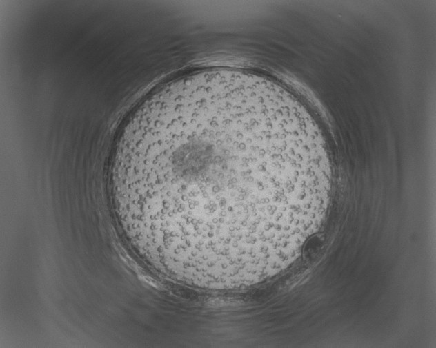 X0000082990529200702230102