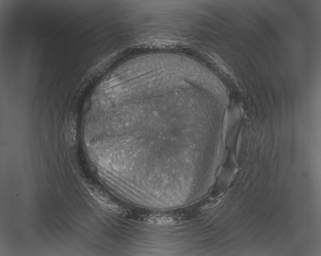 X0000082990640200702230101