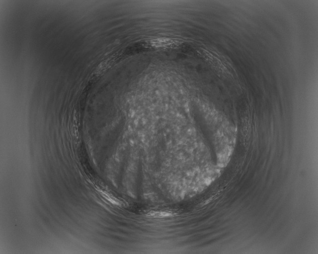 X0000082990653200702230101