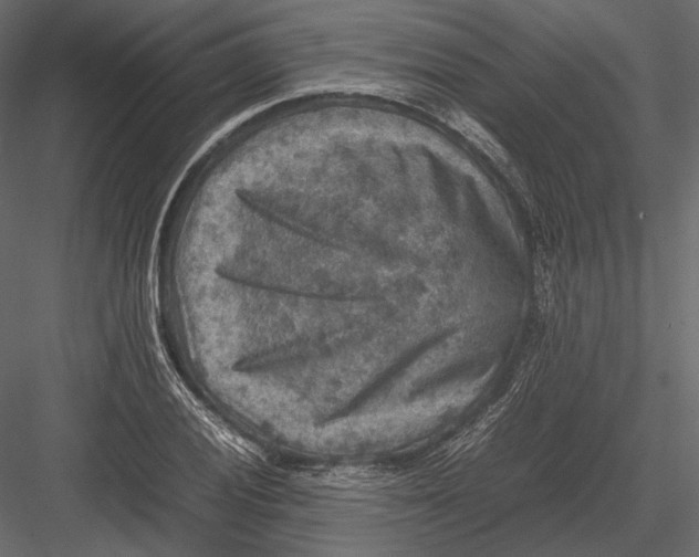 X0000082991028200702230054