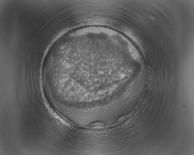 X0000082991088200702230053