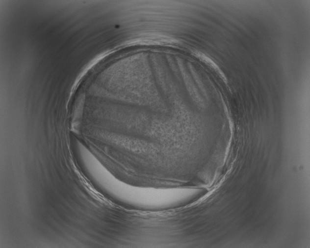 X0000082991114200702230053