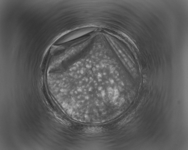 X0000082991117200702230053