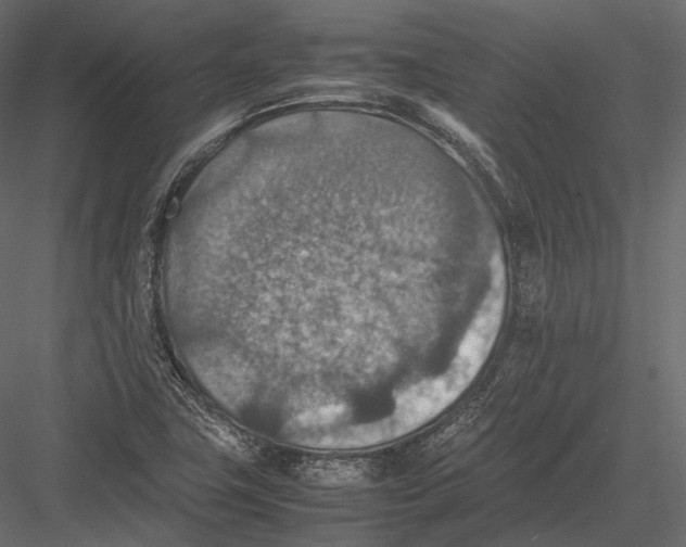 X0000082991411200702230048