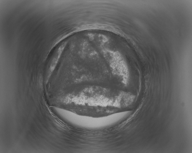 X0000082991505200702230046