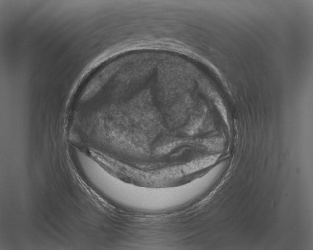 X0000082991506200702230046