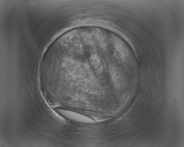 X0000082991525200702230046