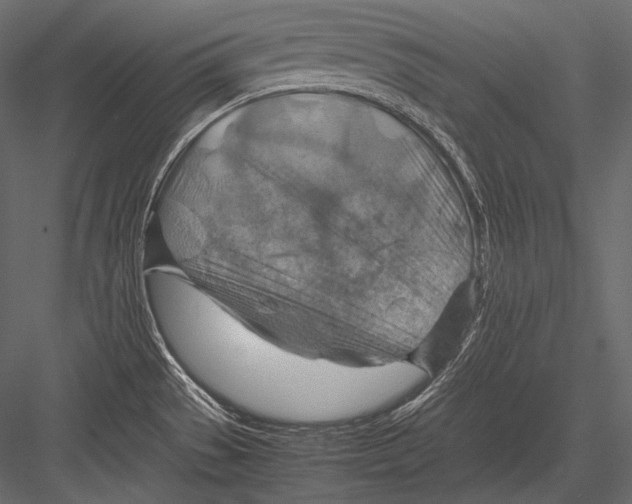 X0000082991529200702230046