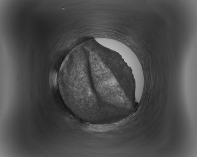 X0000082990041200703020853