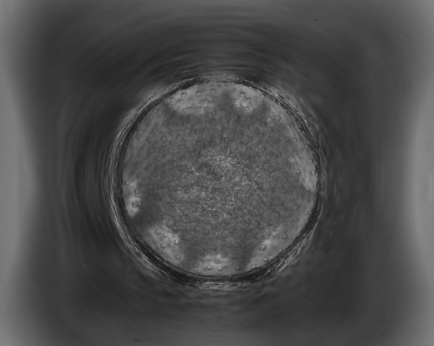 X0000082990145200703020851