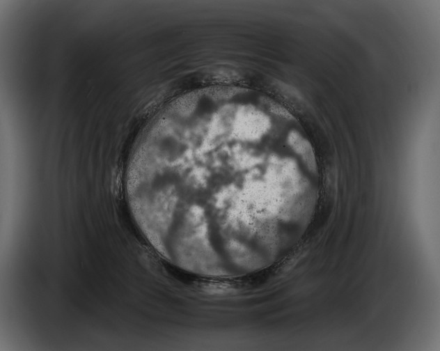 X0000082990177200703020851