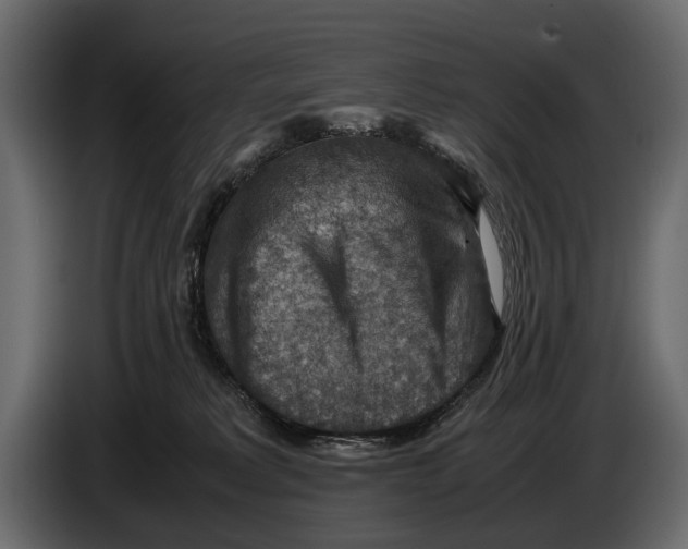 X0000082990229200703020850