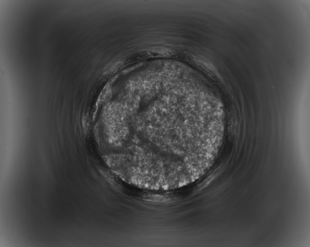 X0000082990285200703020850