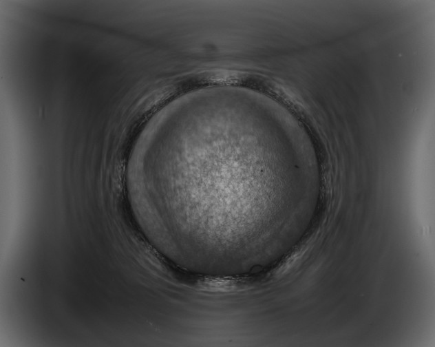 X0000082990325200703020849