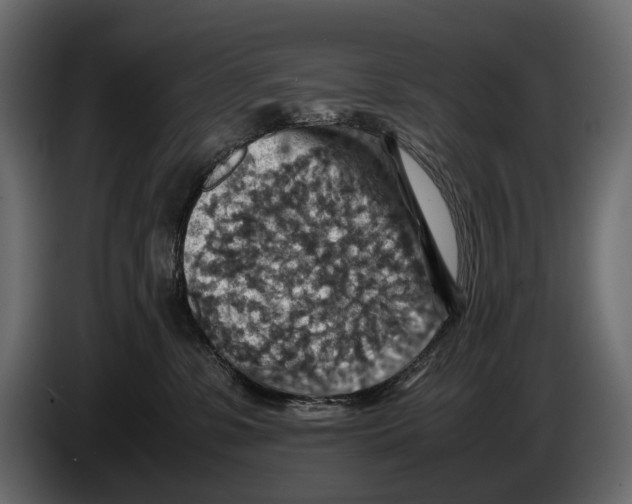 X0000082990331200703020849