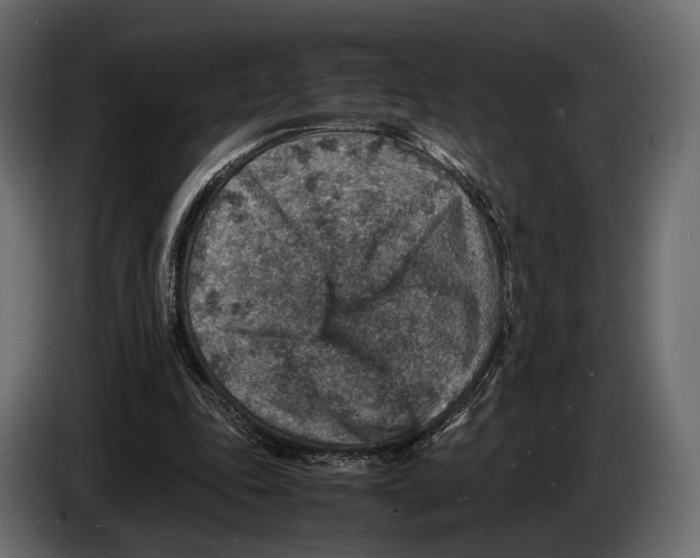 X0000082990343200703020848