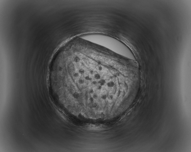 X0000082990346200703020848