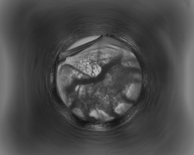 X0000082990365200703020849