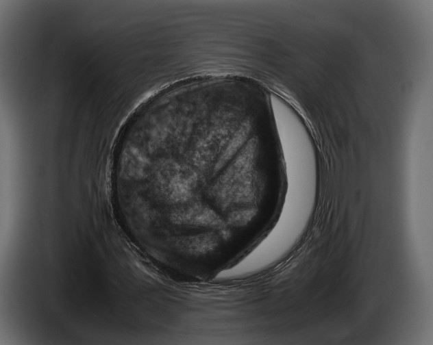 X0000082990387200703020848