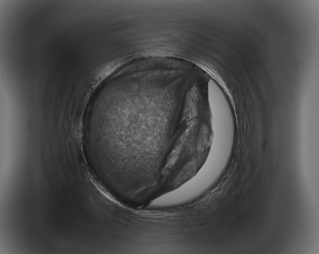 X0000082990389200703020848