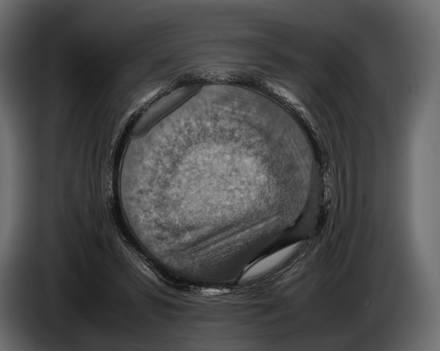 X0000082990399200703020848