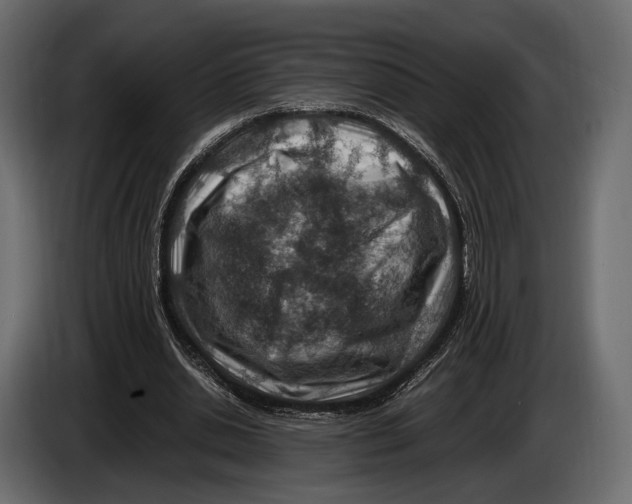 X0000082990438200703020847