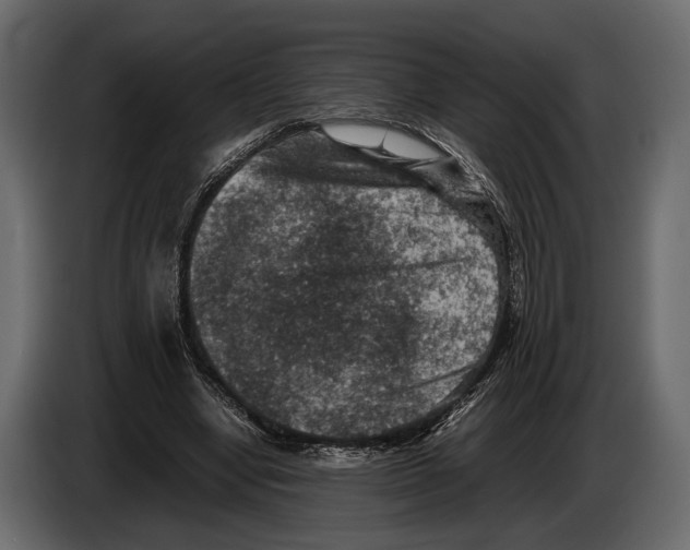 X0000082990442200703020847