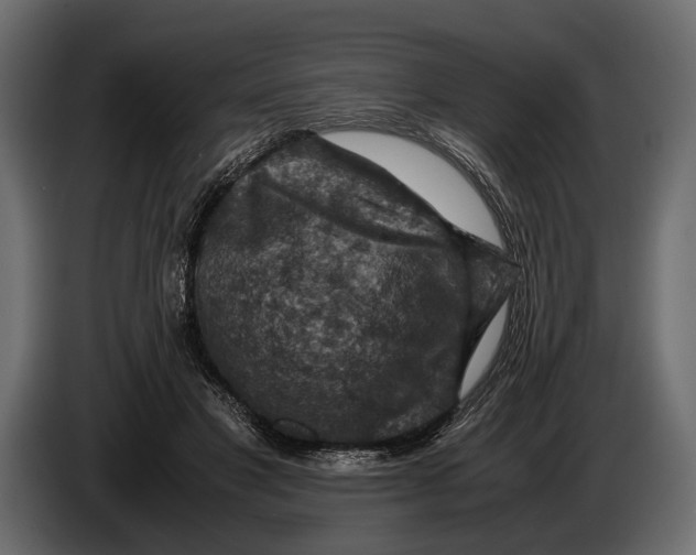 X0000082990501200703020847