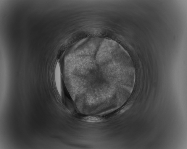 X0000082990528200703020847