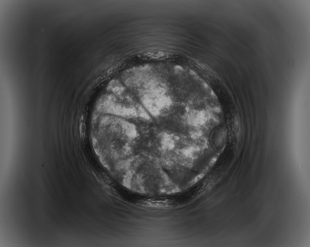 X0000082990606200703020846