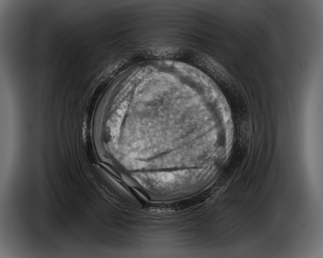 X0000082990644200703020845